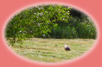 Storch